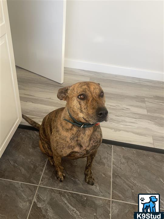 American Staffordshire terrier, Staffordshire terrier, American pit bull terrier, pit bull terrier guessed by k9stud ai