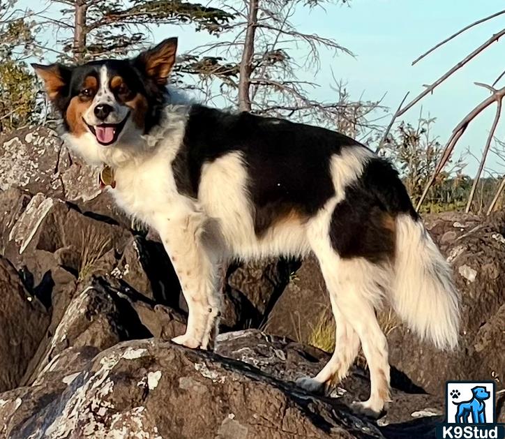 Border collie guessed by k9stud ai