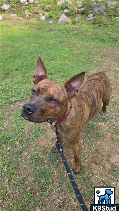 American Staffordshire terrier, Staffordshire terrier, American pit bull terrier, pit bull terrier guessed by k9stud ai