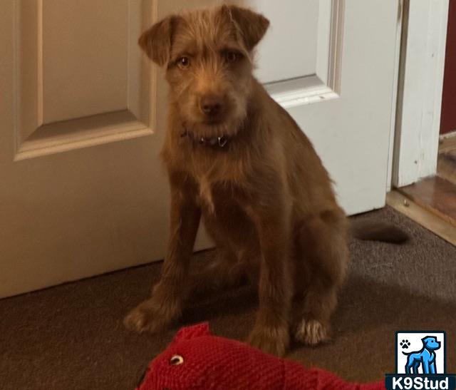 Irish terrier guessed by k9stud ai