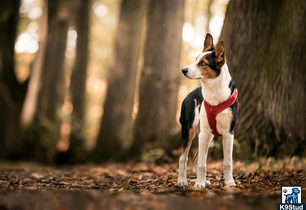 basenji guessed by k9stud ai