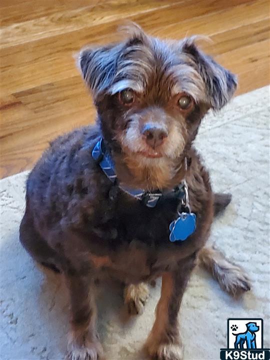 toy poodle guessed by k9stud ai