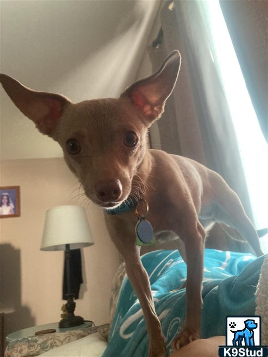 Chihuahua guessed by k9stud ai