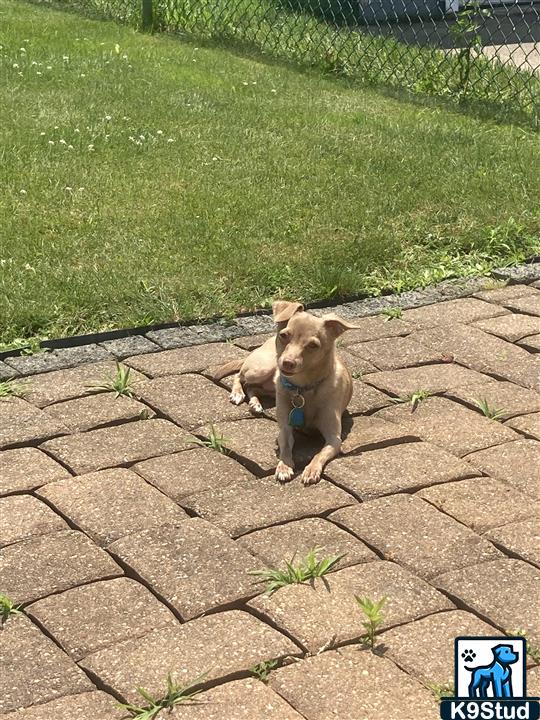 Chihuahua guessed by k9stud ai