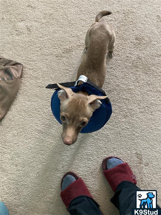 Italian greyhound guessed by k9stud ai