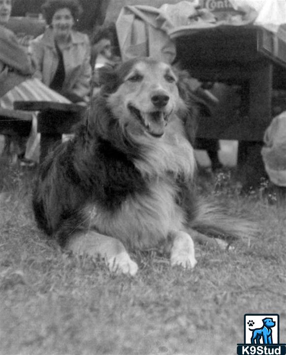 collie guessed by k9stud ai