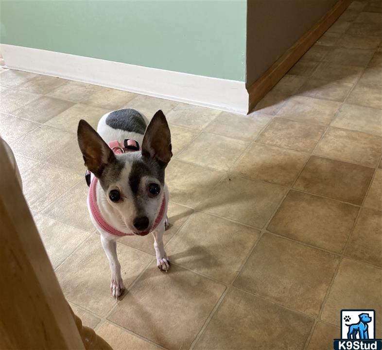 toy terrier guessed by k9stud ai
