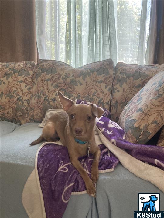 miniature pinscher guessed by k9stud ai