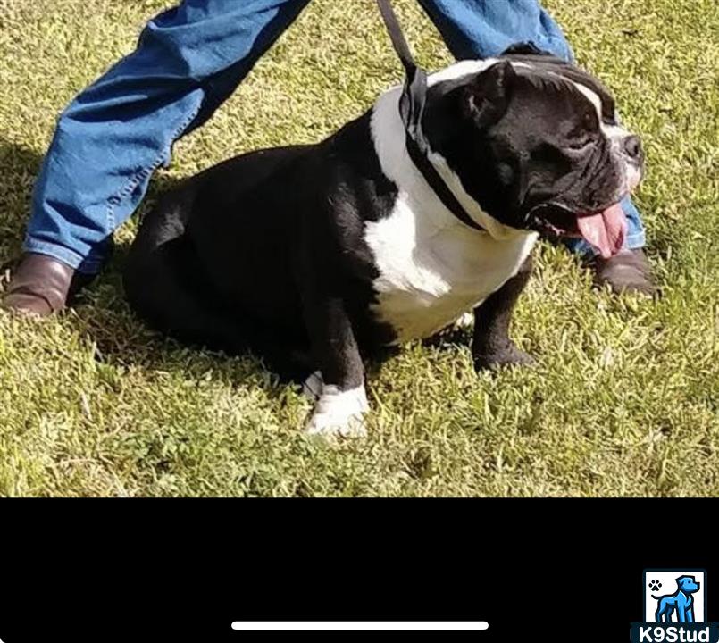 French bulldog guessed by k9stud ai