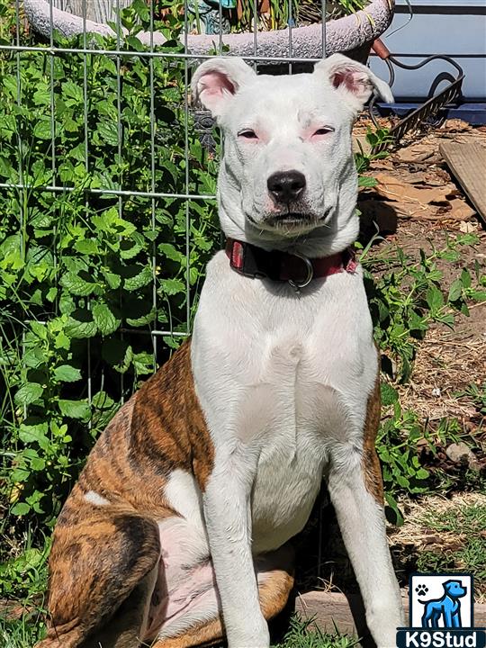 American Staffordshire terrier, Staffordshire terrier, American pit bull terrier, pit bull terrier guessed by k9stud ai