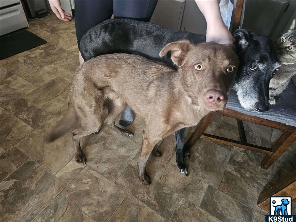 Chesapeake Bay retriever guessed by k9stud ai