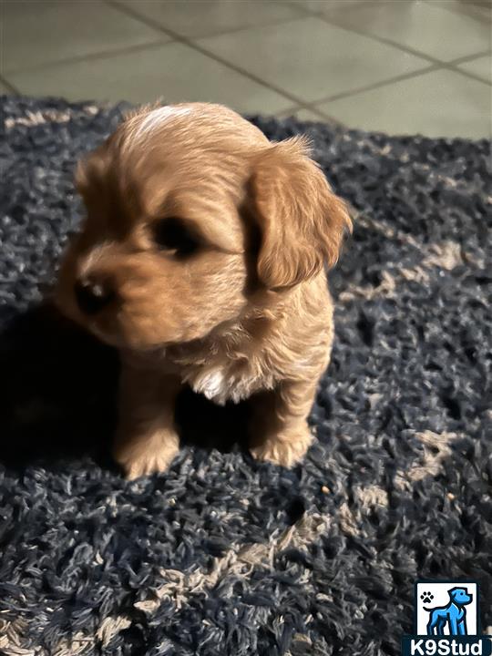 Norfolk terrier guessed by k9stud ai