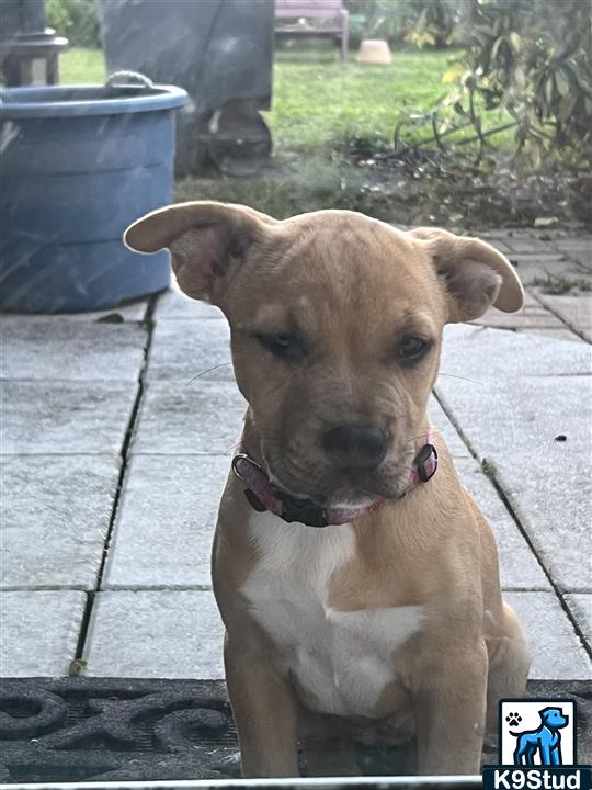 American Staffordshire terrier, Staffordshire terrier, American pit bull terrier, pit bull terrier guessed by k9stud ai
