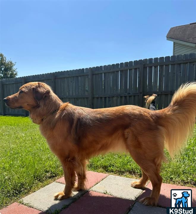 golden retriever guessed by k9stud ai