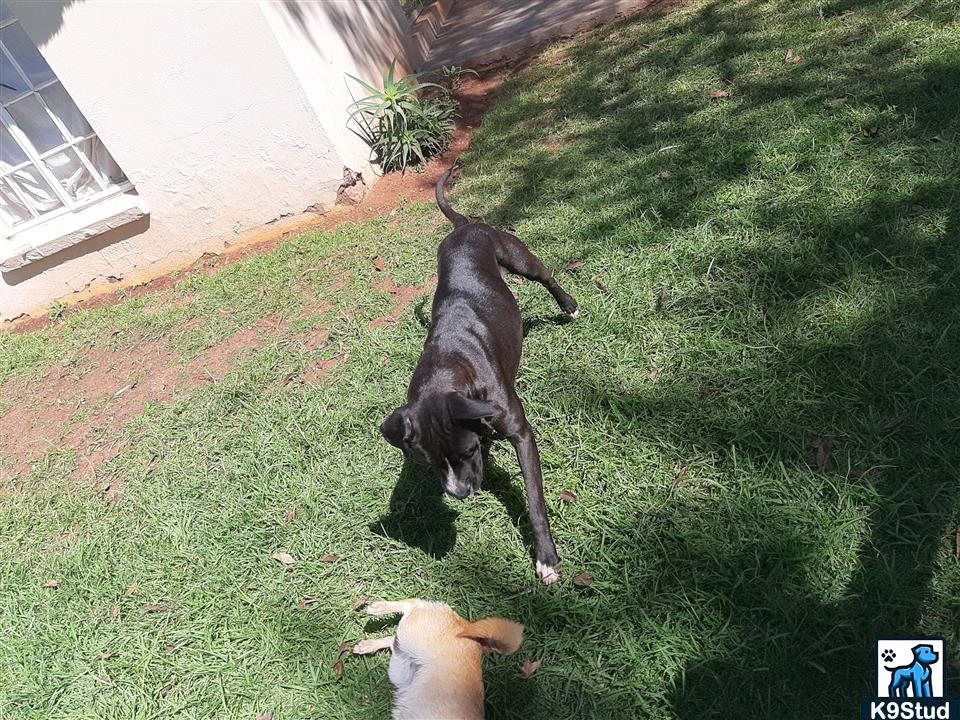 Labrador retriever guessed by k9stud ai