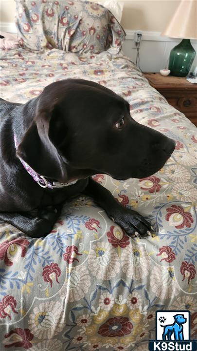 Labrador retriever guessed by k9stud ai