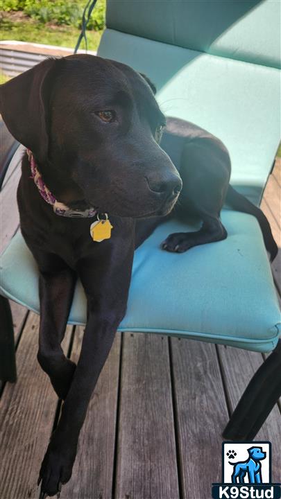 Labrador retriever guessed by k9stud ai