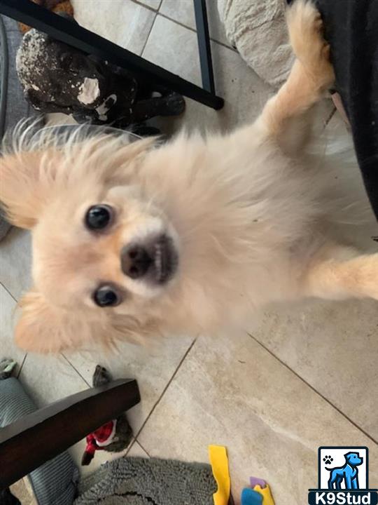 Pomeranian guessed by k9stud ai