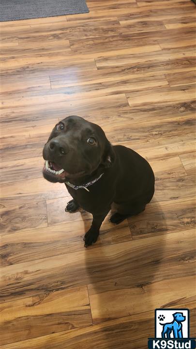 Labrador retriever guessed by k9stud ai