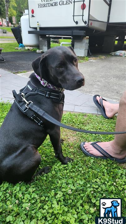 Labrador retriever guessed by k9stud ai