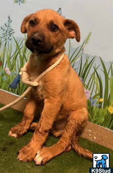 Rhodesian ridgeback guessed by k9stud ai