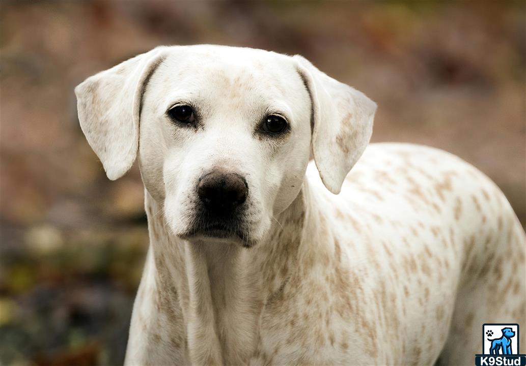 dalmatian, coach dog, carriage dog guessed by k9stud ai