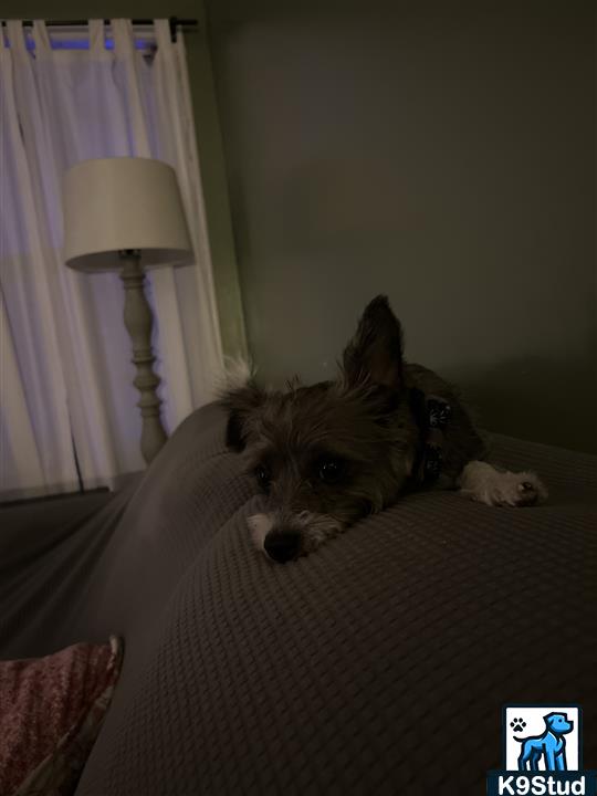 cairn, cairn terrier guessed by k9stud ai