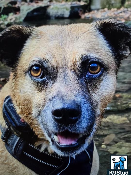 Border terrier guessed by k9stud ai