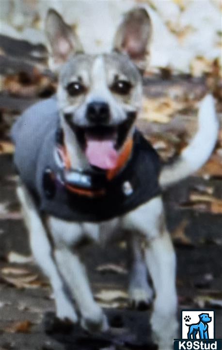Chihuahua guessed by k9stud ai