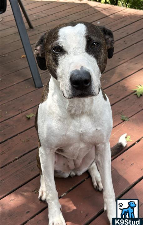 American Staffordshire terrier, Staffordshire terrier, American pit bull terrier, pit bull terrier guessed by k9stud ai