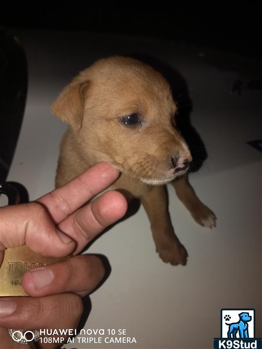 Irish terrier guessed by k9stud ai