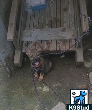 kelpie guessed by k9stud ai