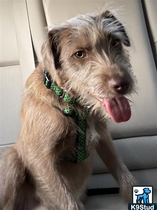 Irish terrier guessed by k9stud ai