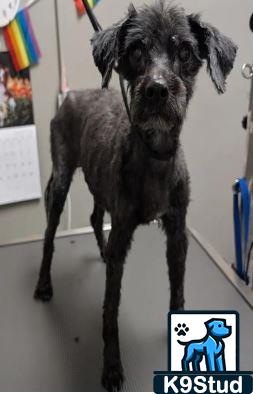 toy poodle guessed by k9stud ai