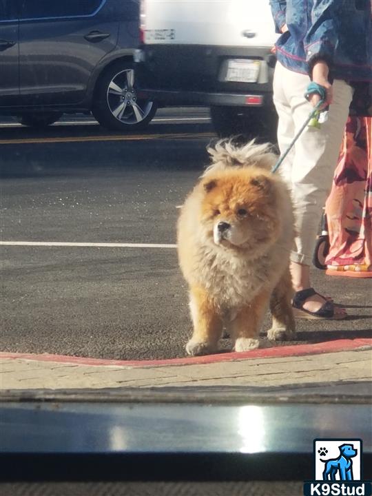 chow, chow chow guessed by k9stud ai