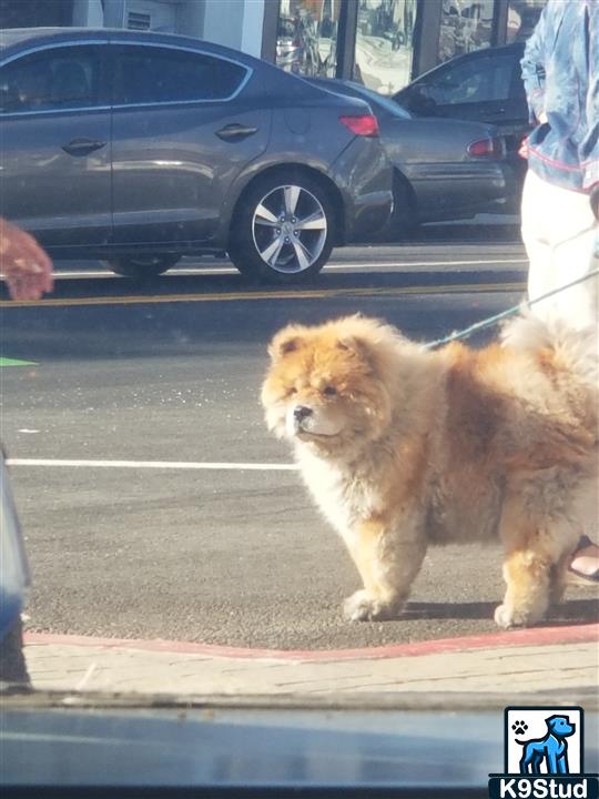 chow, chow chow guessed by k9stud ai