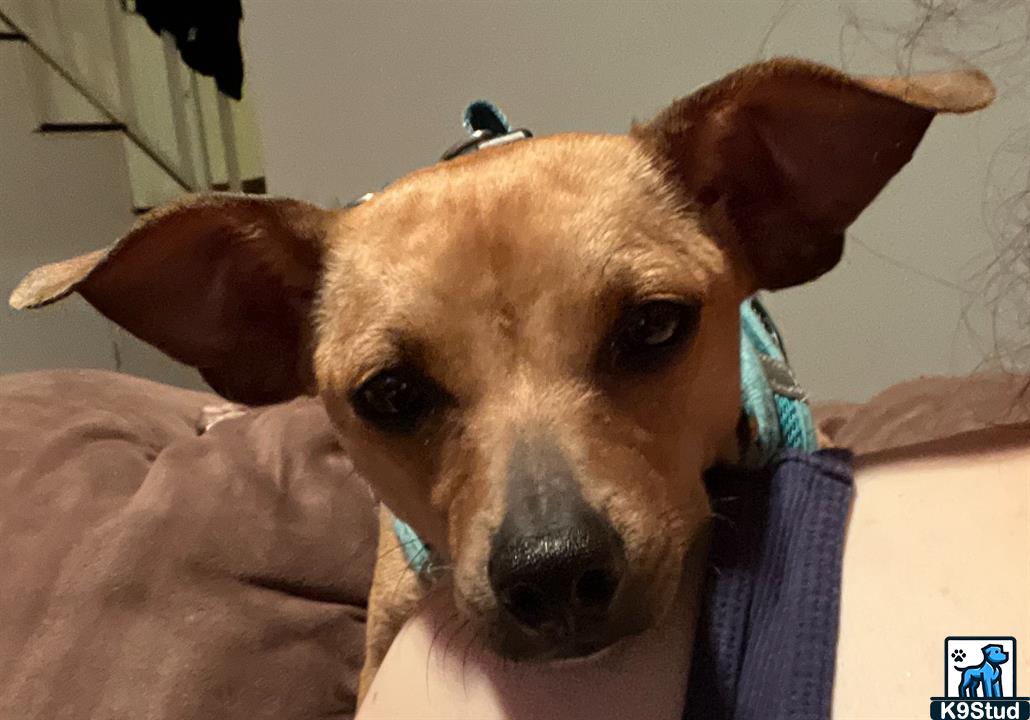 miniature pinscher guessed by k9stud ai