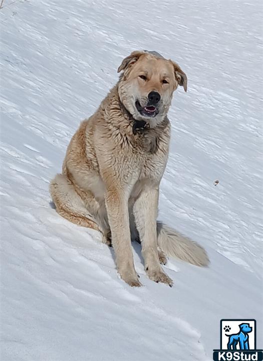 Labrador retriever guessed by k9stud ai