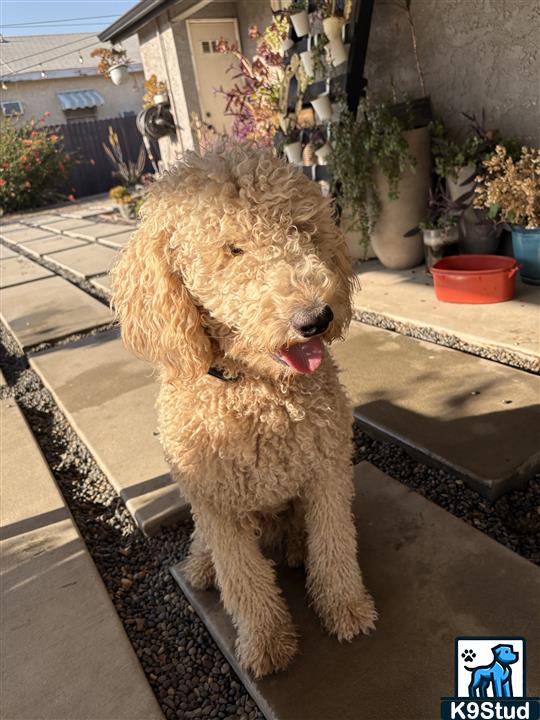 Airedale, Airedale terrier guessed by k9stud ai