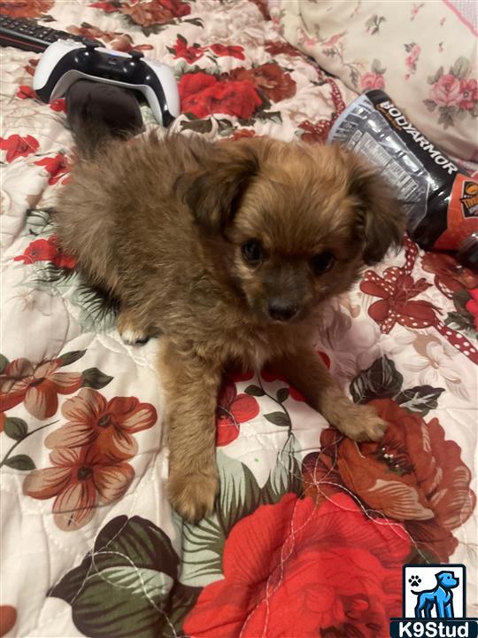 toy poodle guessed by k9stud ai