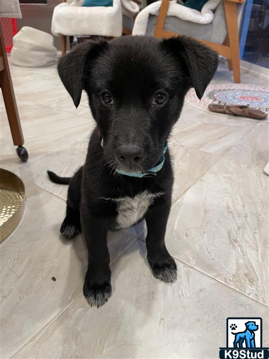 Labrador retriever guessed by k9stud ai