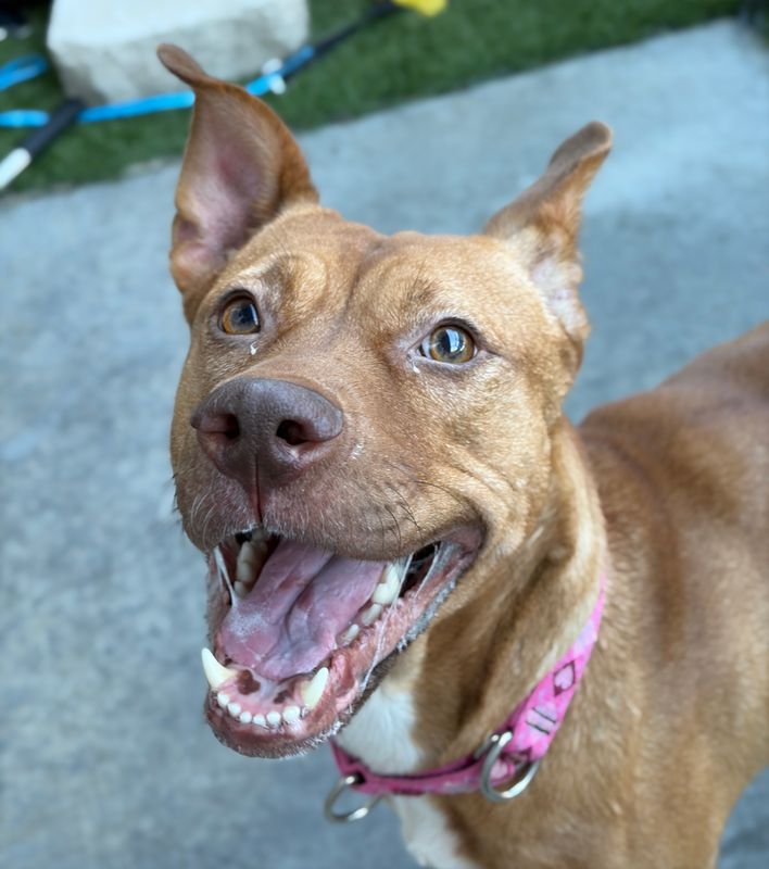 American Staffordshire terrier, Staffordshire terrier, American pit bull terrier, pit bull terrier dog, identified by the K9Stud breed AI