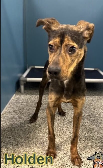 miniature pinscher guessed by k9stud ai