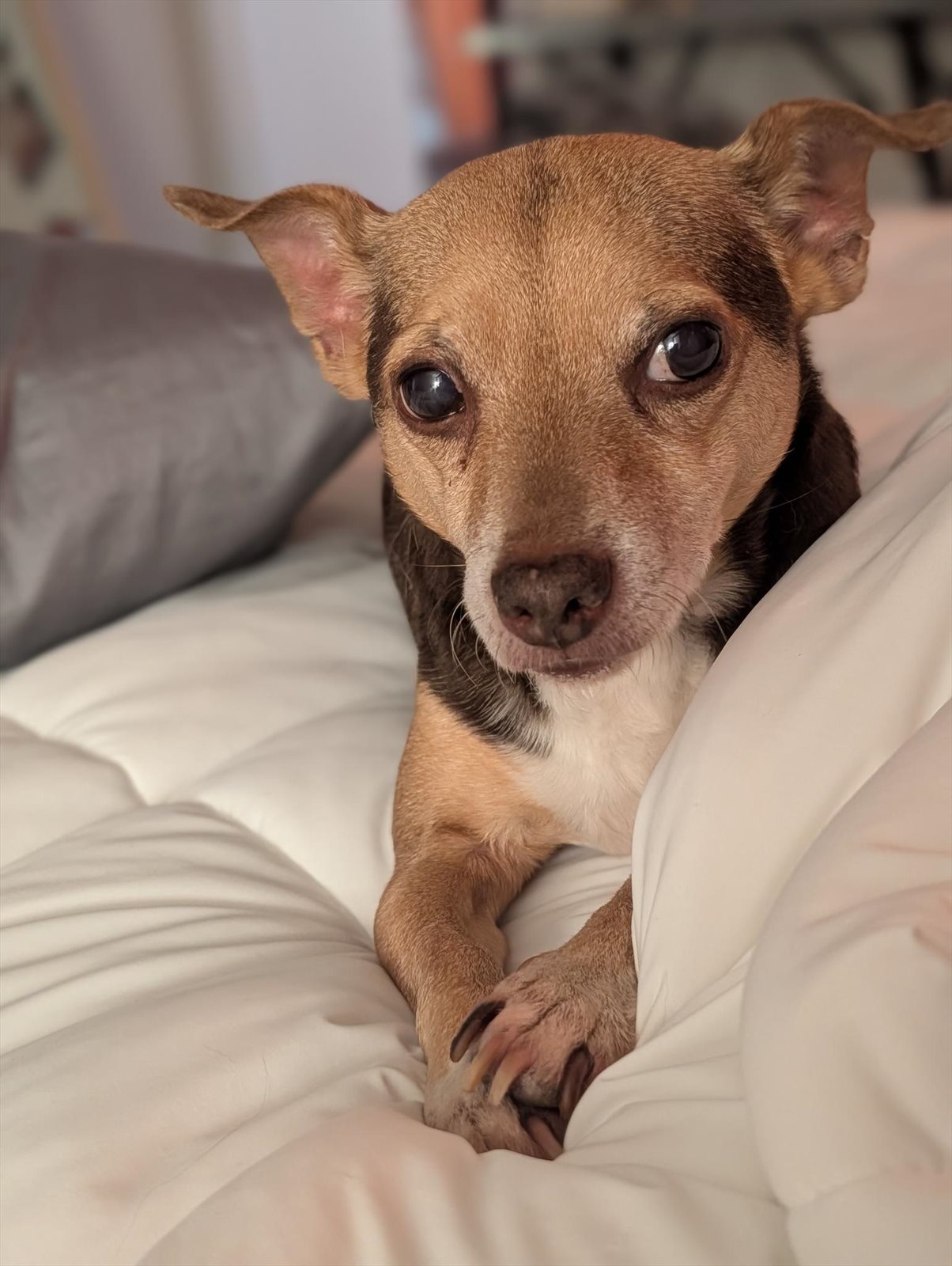Chihuahua guessed by k9stud ai