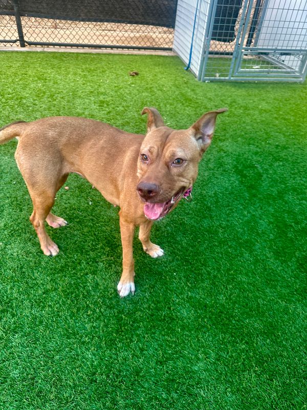 American Staffordshire terrier, Staffordshire terrier, American pit bull terrier, pit bull terrier dog, identified by the K9Stud breed AI