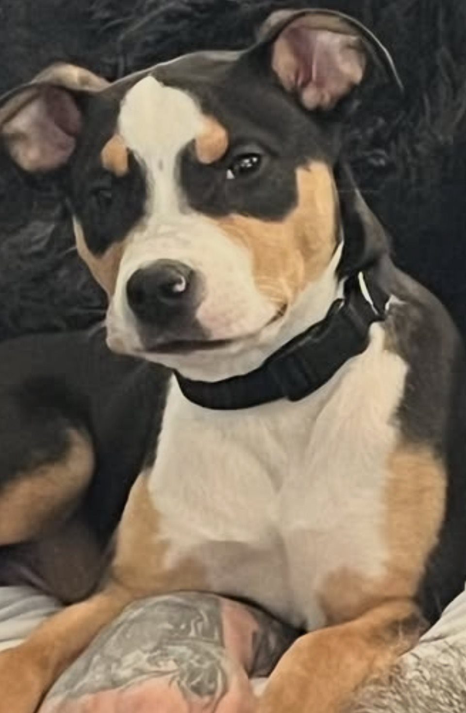 Greater Swiss Mountain dog guessed by k9stud ai