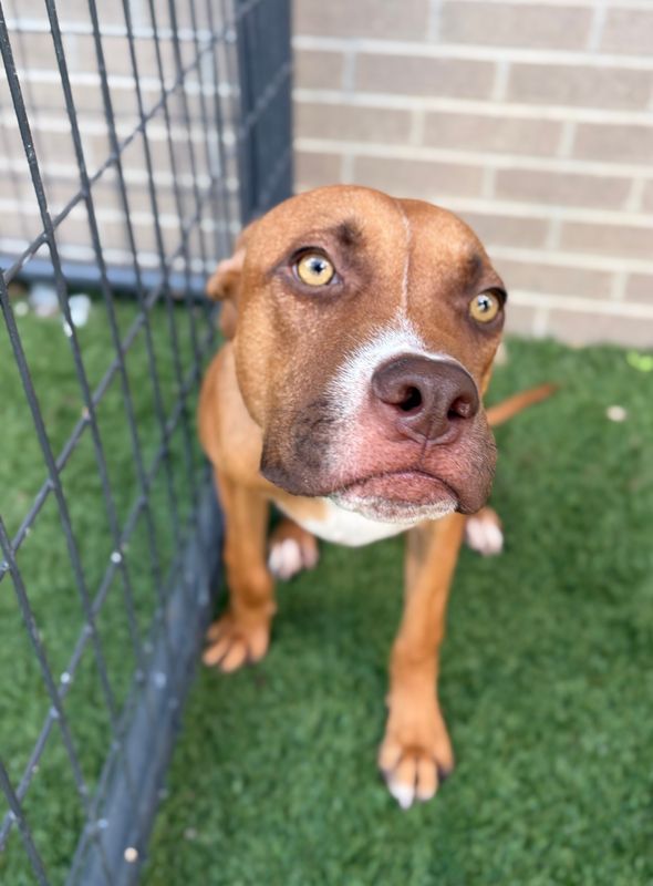 American Staffordshire terrier, Staffordshire terrier, American pit bull terrier, pit bull terrier dog, identified by the K9Stud breed AI