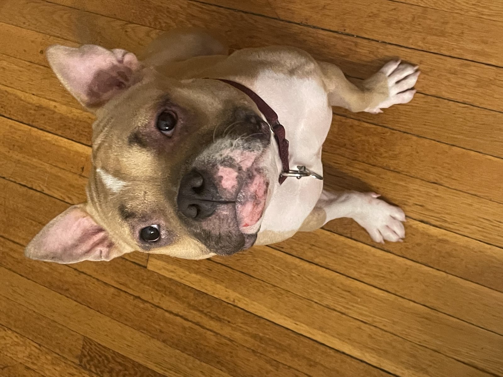 American Staffordshire terrier, Staffordshire terrier, American pit bull terrier, pit bull terrier guessed by k9stud ai