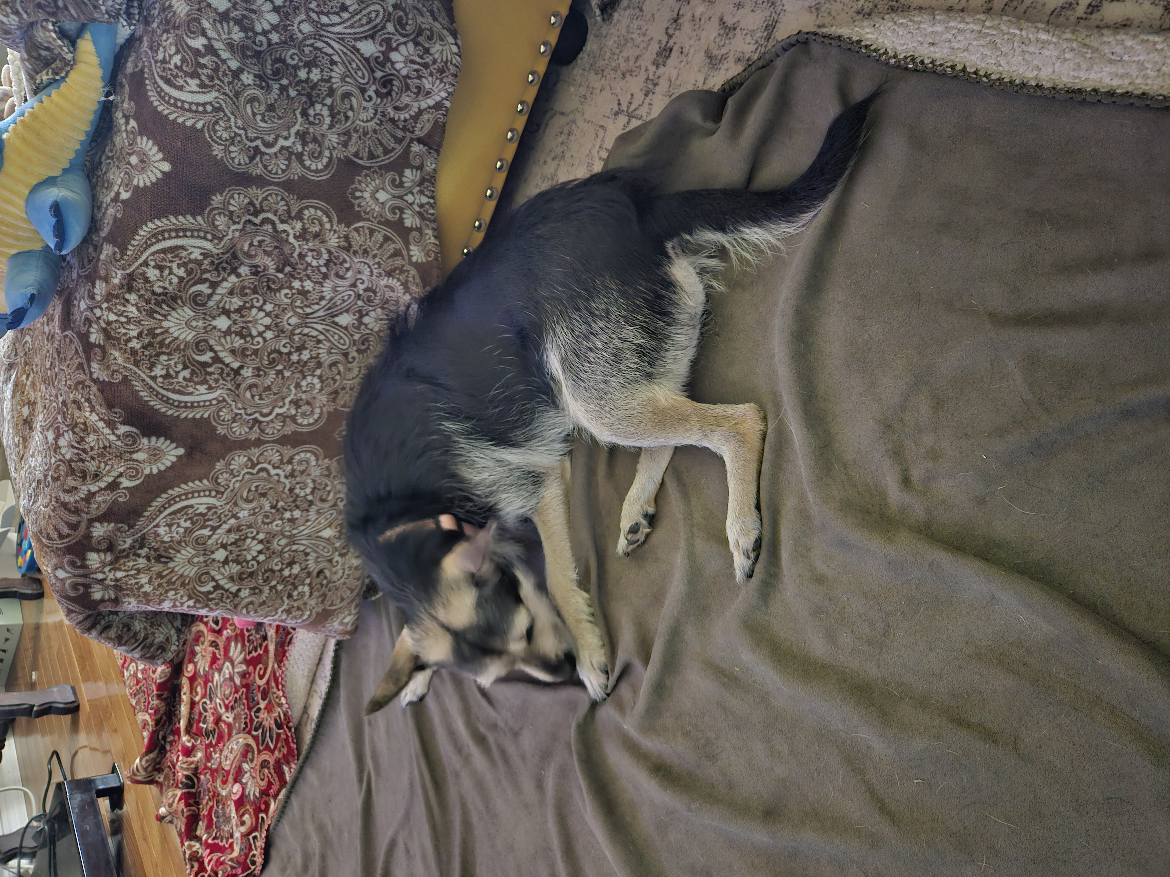 kelpie dog, identified by the K9Stud breed AI