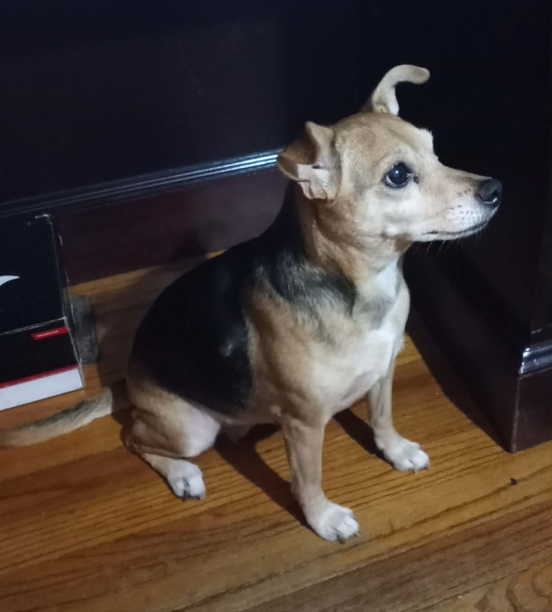 Chihuahua dog, identified by the K9Stud breed AI